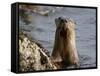 River Otter (Lutra Canadensis), Near Nanaimo, British Columbia, Canada, North America-James Hager-Framed Stretched Canvas