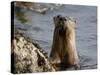 River Otter (Lutra Canadensis), Near Nanaimo, British Columbia, Canada, North America-James Hager-Stretched Canvas