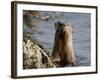 River Otter (Lutra Canadensis), Near Nanaimo, British Columbia, Canada, North America-James Hager-Framed Photographic Print