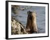 River Otter (Lutra Canadensis), Near Nanaimo, British Columbia, Canada, North America-James Hager-Framed Photographic Print