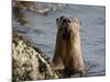 River Otter (Lutra Canadensis), Near Nanaimo, British Columbia, Canada, North America-James Hager-Mounted Photographic Print