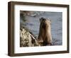 River Otter (Lutra Canadensis), Near Nanaimo, British Columbia, Canada, North America-James Hager-Framed Photographic Print