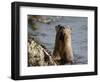 River Otter (Lutra Canadensis), Near Nanaimo, British Columbia, Canada, North America-James Hager-Framed Photographic Print