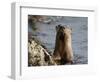 River Otter (Lutra Canadensis), Near Nanaimo, British Columbia, Canada, North America-James Hager-Framed Photographic Print