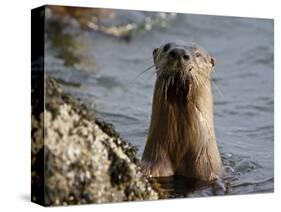 River Otter (Lutra Canadensis), Near Nanaimo, British Columbia, Canada, North America-James Hager-Stretched Canvas