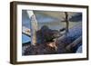 River Otter (Lutra Canadensis) Pup-James Hager-Framed Photographic Print