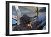 River Otter (Lutra Canadensis) Pup-James Hager-Framed Photographic Print