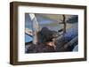 River Otter (Lutra Canadensis) Pup-James Hager-Framed Photographic Print