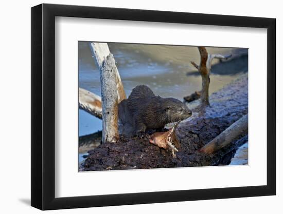 River Otter (Lutra Canadensis) Pup-James Hager-Framed Photographic Print