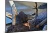 River Otter (Lutra Canadensis) Pup-James Hager-Mounted Photographic Print