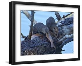 River Otter (Lutra Canadensis) Pups-James Hager-Framed Photographic Print