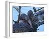 River Otter (Lutra Canadensis) Pups-James Hager-Framed Photographic Print