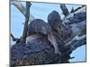 River Otter (Lutra Canadensis) Pups-James Hager-Mounted Photographic Print