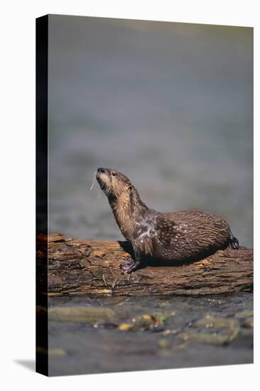 River Otter on Driftwood-DLILLC-Stretched Canvas