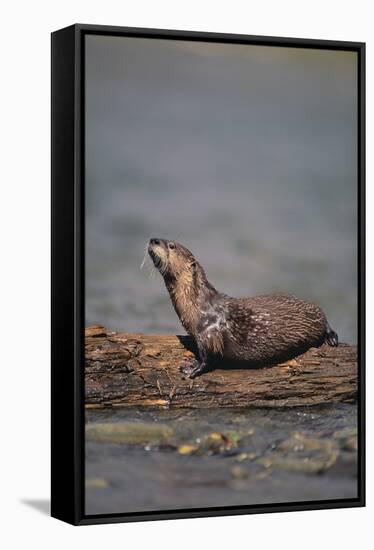 River Otter on Driftwood-DLILLC-Framed Stretched Canvas
