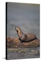 River Otter on Driftwood-DLILLC-Stretched Canvas