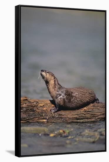 River Otter on Driftwood-DLILLC-Framed Stretched Canvas