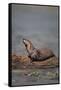 River Otter on Driftwood-DLILLC-Framed Stretched Canvas