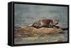 River Otter on Driftwood-DLILLC-Framed Stretched Canvas