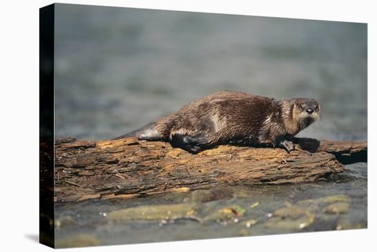 River Otter on Driftwood-DLILLC-Stretched Canvas
