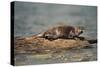 River Otter on Driftwood-DLILLC-Stretched Canvas