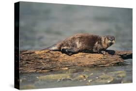 River Otter on Driftwood-DLILLC-Stretched Canvas