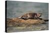 River Otter on Driftwood-DLILLC-Stretched Canvas