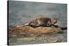 River Otter on Driftwood-DLILLC-Stretched Canvas