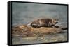 River Otter on Driftwood-DLILLC-Framed Stretched Canvas