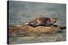 River Otter on Driftwood-DLILLC-Stretched Canvas