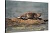 River Otter on Driftwood-DLILLC-Stretched Canvas