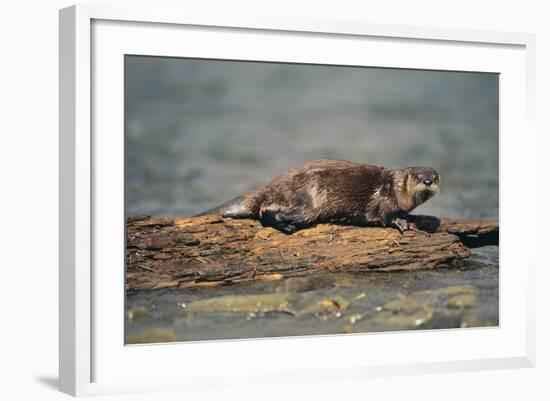 River Otter on Driftwood-DLILLC-Framed Photographic Print