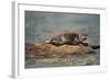 River Otter on Driftwood-DLILLC-Framed Photographic Print