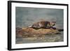 River Otter on Driftwood-DLILLC-Framed Photographic Print