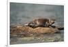 River Otter on Driftwood-DLILLC-Framed Photographic Print