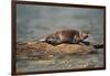 River Otter on Driftwood-DLILLC-Framed Photographic Print