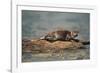 River Otter on Driftwood-DLILLC-Framed Photographic Print