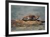 River Otter on Driftwood-DLILLC-Framed Photographic Print