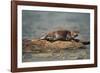 River Otter on Driftwood-DLILLC-Framed Photographic Print