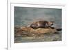 River Otter on Driftwood-DLILLC-Framed Photographic Print