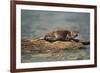 River Otter on Driftwood-DLILLC-Framed Photographic Print