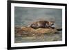 River Otter on Driftwood-DLILLC-Framed Photographic Print