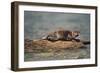 River Otter on Driftwood-DLILLC-Framed Photographic Print