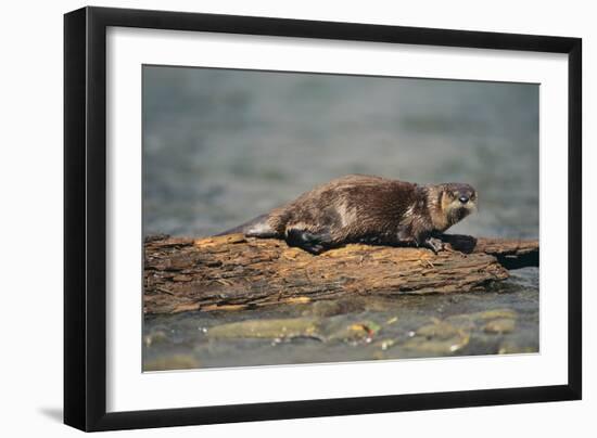 River Otter on Driftwood-DLILLC-Framed Photographic Print