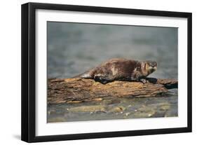 River Otter on Driftwood-DLILLC-Framed Photographic Print