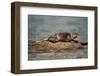 River Otter on Driftwood-DLILLC-Framed Photographic Print