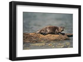 River Otter on Driftwood-DLILLC-Framed Photographic Print