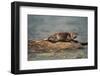 River Otter on Driftwood-DLILLC-Framed Photographic Print