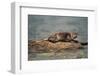 River Otter on Driftwood-DLILLC-Framed Photographic Print