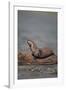 River Otter on Driftwood-DLILLC-Framed Photographic Print